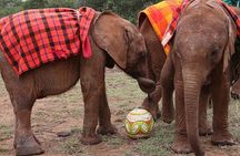 Giraffe Center and David Sheldrick Elephant Orphanage Day Tour from Nairobi