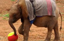 Giraffe Center and David Sheldrick Elephant Orphanage Day Tour from Nairobi