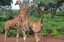 Giraffe Center and David Sheldrick Elephant Orphanage Day Tour from Nairobi