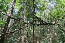 Walk Through Udawatta Kele Sanctuary with Guide