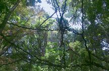 Walk Through Udawatta Kele Sanctuary with Guide