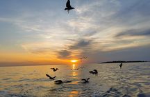 DOLPHIN WATCHING | Pula Boat