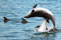 DOLPHIN WATCHING | Pula Boat