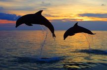 DOLPHIN WATCHING | Pula Boat