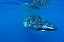 Whale Shark Experience from Playa del Carmen