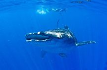 Whale Shark Experience from Playa del Carmen