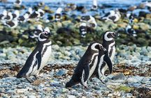Half Day sailing Magdlena Island Penguin Colony P.Arenas October to March only