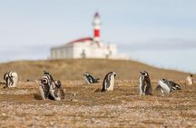 Half Day sailing Magdlena Island Penguin Colony P.Arenas October to March only