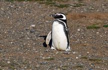 Half Day sailing Magdlena Island Penguin Colony P.Arenas October to March only