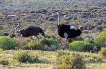 Safari Cycle and !Khwa ttu San Heritage Experience 