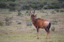 Safari Cycle and !Khwa ttu San Heritage Experience 