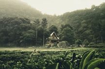 Private guided puncak day tour;Solo;Small Group