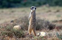 2 Day Addo Elephant Park Safari