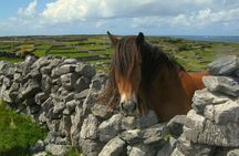 Ring of Kerry & Killarney tour departing from Cork City. Guided. Full Day.