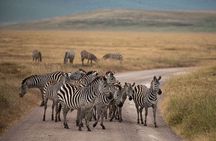 5 Days Tanzania Big 5 Safaris