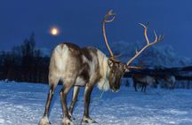 Reindeer feeding & Sámi Culture with chance for Northern Lights