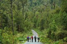 Trekking Alerce Andino National Park in Puerto Varas