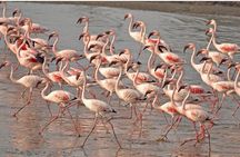 Lio Piccolo: Flamingos & Birdwatching Bike Tour in the Lagoon