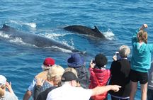 World class Whale Watching from Hervey Bay