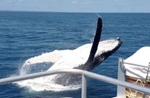 World class Whale Watching from Hervey Bay
