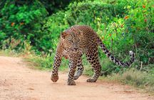 Yala National Park Leopard Safari