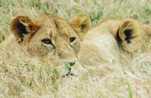 4 Days Tanzania Safari from Zanzibar itinerary