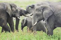 4 Days Tanzania Safari from Zanzibar itinerary
