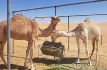 Wahiba Desert Safari with Bedouin traditional lunch or dinner