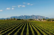 Penedes and Cava Winery Small Group Tour