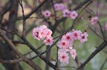 Flower day-trip in Beijing Olympic Forest Park