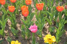 Flower day-trip in Beijing Olympic Forest Park
