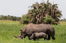 3-Day Tour in Murchison Falls Safari & Rhino Tracking