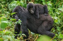 4-Day Private Tour in Bwindi Forest National Park
