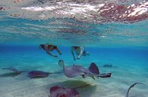 Stingray City, Snorkeling, & StarFish (Eco Tour)