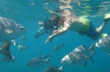 Beach Hopper, Amazing Snorkel Experience At Los Cabos! 