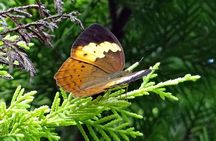 The Beauty And Culture Of Coorg - From Bangalore With Private Transfer