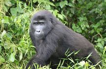 3 Day Gorilla Trek at Bwindi National Park via Kigali