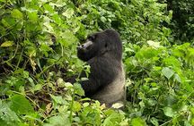 3 Day Gorilla Trek at Bwindi National Park via Kigali