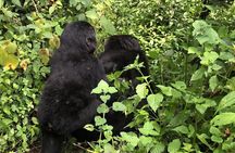 3 Day Gorilla Trek at Bwindi National Park via Kigali