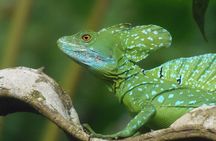 Full-Day Arenal Volcano and Rain Forest Tour from Guanacaste