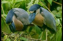 Full-Day Arenal Volcano and Rain Forest Tour from Guanacaste
