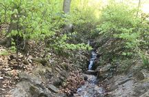 Forest Hike in Heidelberg