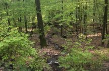 Forest Hike in Heidelberg