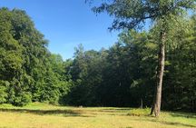 Forest Hike in Heidelberg