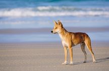 Discovery K'gari (Fraser Island) Day Tour - From Noosa
