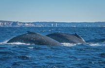 Whales of Sydney Boat Safari