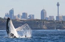 Whales of Sydney Boat Safari