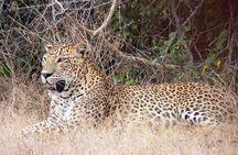 Yala National Park Safari from Koggala