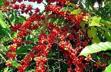 3-Day Jinja White Water Rafting and Sipi Falls Coffee Tour