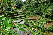 Ubud Tour - Best Of Ubud With Jungle swing - All Inclusive 